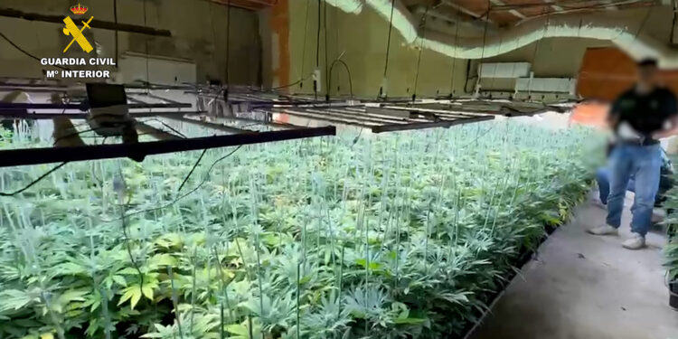 Desmantelada una sofisticada plantación de marihuana en un chalet de Picassent 1 Desmantelada una sofisticada plantación de marihuana en un chalet de Picassent