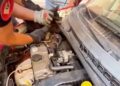 Gato rescatado por los Bomberos del Ajuntament de Valencia de un motor en la C/ Poeta Serrano Clavero