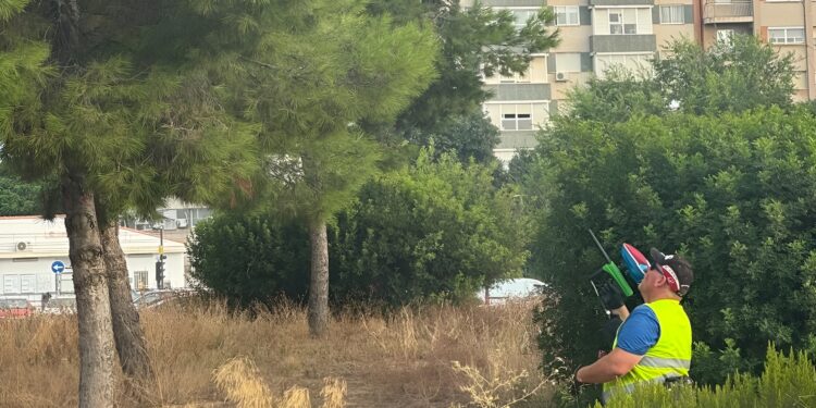 Valencia prueba un innovador sistema para combatir la procesionaria sin utilizar pesticidas 1 0715 Control processionaria als pins 1