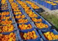 Valencia prepara más de 1,2 millones de clavellons para la Batalla de Flores de la Gran Feria 12 0725 Clavellons Batalla Flors 1 scaled 1