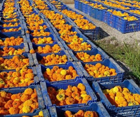 Valencia prepara más de 1,2 millones de clavellons para la Batalla de Flores de la Gran Feria 1 0725 Clavellons Batalla Flors 1 scaled 1
