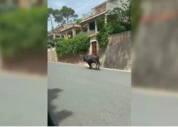 Localizan las cinco vacas que seguían sueltas tras escaparse durante los festejos taurinos de Gátova 14 9ad57e58 5377 4d09 93bf 22128ebaed6a 16 9 aspect ratio 1600w 0