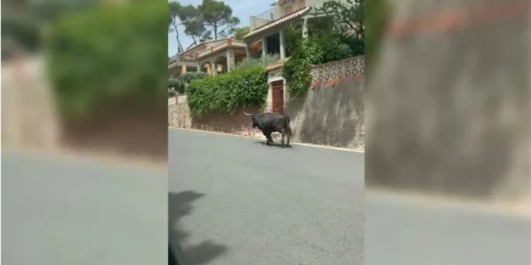Localizan las cinco vacas que seguían sueltas tras escaparse durante los festejos taurinos de Gátova 1 9ad57e58 5377 4d09 93bf 22128ebaed6a 16 9 aspect ratio 1600w 0