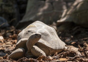 BIOPARC Valencia estrena una nueva instalación para la tortuga gigante de Aldabra, la segunda más grande del mundo