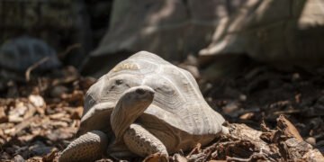 BIOPARC Valencia estrena una nueva instalación para la tortuga gigante de Aldabra, la segunda más grande del mundo