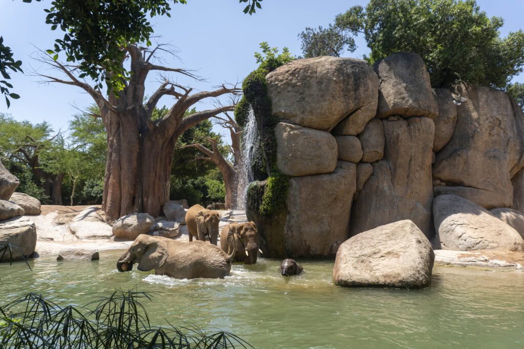 BIOPARC Valencia elefantes jugando en el lago y disfrutando de sus helados