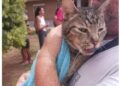 Crece la indignación en Benetússer tras el hallazgo de un gato con vida entre las ruinas del edificio colapsado 10 Crece la indignación en Benetússer tras el hallazgo de un gato con vida entre las ruinas del edificio colapsado