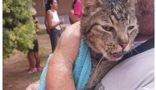 Crece la indignación en Benetússer tras el hallazgo de un gato con vida entre las ruinas del edificio colapsado