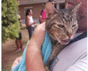 Crece la indignación en Benetússer tras el hallazgo de un gato con vida entre las ruinas del edificio colapsado 14 Crece la indignación en Benetússer tras el hallazgo de un gato con vida entre las ruinas del edificio colapsado