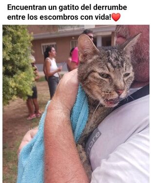 Crece la indignación en Benetússer tras el hallazgo de un gato con vida entre las ruinas del edificio colapsado 1 Crece la indignación en Benetússer tras el hallazgo de un gato con vida entre las ruinas del edificio colapsado