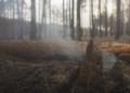 España multiplica por seis la superficie arrasada por los incendios en 2026: ¿qué ocurrirá ahora con las más de 152.000 hectáreas quemadas? 10 España multiplica por seis la superficie arrasada por los incendios en 2026: ¿qué ocurrirá ahora con las más de 152.000 hectáreas quemadas?