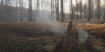 España multiplica por seis la superficie arrasada por los incendios en 2026: ¿qué ocurrirá ahora con las más de 152.000 hectáreas quemadas?