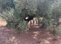 Castellón impulsa la protección de sus olivos milenarios con un catálogo para conservar cerca de 4.000 ejemplares 11 Castellón impulsa la protección de sus olivos milenarios con un catálogo para conservar cerca de 4.000 ejemplares
