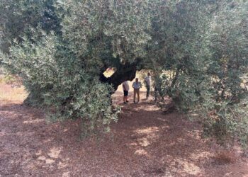 Castellón impulsa la protección de sus olivos milenarios con un catálogo para conservar cerca de 4.000 ejemplares