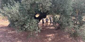 Castellón impulsa la protección de sus olivos milenarios con un catálogo para conservar cerca de 4.000 ejemplares