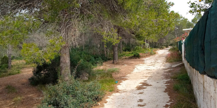 Sagunto reforzará la protección de la urbanización Codoval con la creación de una nueva área cortafuegos