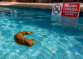 El "reto marrón" obliga a cerrar una decena de piscinas municipales en Valencia este verano 10 El reto marron obliga a cerrar una decena de piscinas municipales en Valencia este verano