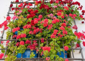 La flor que desafía las olas de calor y sigue llenando de color balcones y terrazas. 14 Geranios Temperaturas
