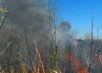 Un incendio de vegetación en Almassora moviliza a los servicios de emergencias y obliga a ampliar el dispositivo 14 Un incendio de vegetación en Almassora moviliza a los servicios de emergencias y obliga a ampliar el dispositivo
