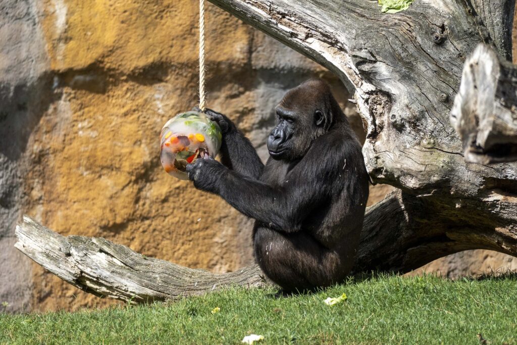 Helados para los animales de BIOPARC Valencia enriquecimiento ambiental gorilas