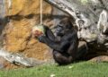 Helados de frutas, baños de barro y lluvia artificial: el despliegue de BIOPARC para combatir el calor