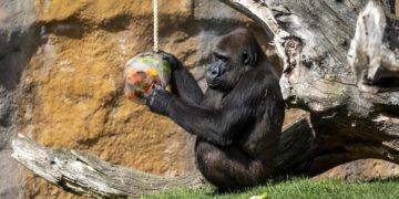 Helados de frutas, baños de barro y lluvia artificial: el despliegue de BIOPARC para combatir el calor