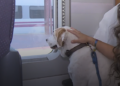 Renfe permite viajar con perros de hasta 40 kilos en más trenes: requisitos, precio y cómo reservar 11 Renfe permite viajar con perros de hasta 40 kilos en más trenes: requisitos, precio y cómo reservar
