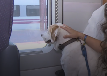 Renfe permite viajar con perros de hasta 40 kilos en más trenes: requisitos, precio y cómo reservar