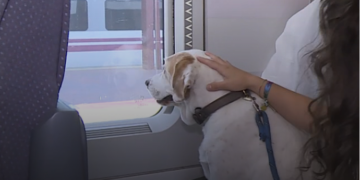 Renfe permite viajar con perros de hasta 40 kilos en más trenes: requisitos, precio y cómo reservar