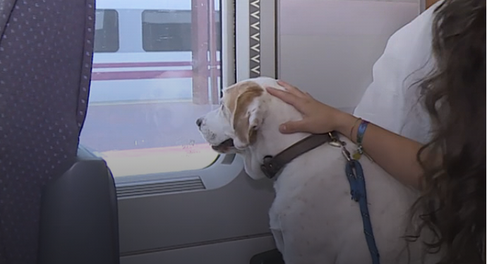 Renfe permite viajar con perros de hasta 40 kilos en más trenes: requisitos, precio y cómo reservar 1 Renfe permite viajar con perros de hasta 40 kilos en más trenes: requisitos, precio y cómo reservar