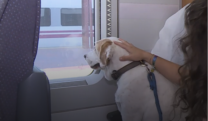 Renfe permite viajar con perros de hasta 40 kilos en más trenes: requisitos, precio y cómo reservar 1 Renfe permite viajar con perros de hasta 40 kilos en más trenes: requisitos, precio y cómo reservar