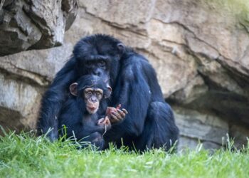 De la selva al océano: BIOPARC alerta sobre la crítica situación de chimpancés y tiburones ante el impacto humano 14 De la selva al océano: BIOPARC alerta sobre la crítica situación de chimpancés y tiburones ante el impacto humano
