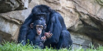 De la selva al océano: BIOPARC alerta sobre la crítica situación de chimpancés y tiburones ante el impacto humano