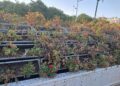 El declive verde de Valencia: el Puente de las Flores y la Plaza del Ayuntamiento sucumben al abandono y a las plagas