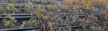El declive verde de Valencia: el Puente de las Flores y la Plaza del Ayuntamiento sucumben al abandono y a las plagas