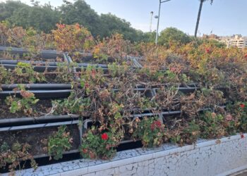 El declive verde de Valencia: el Puente de las Flores y la Plaza del Ayuntamiento sucumben al abandono y a las plagas