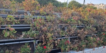 El declive verde de Valencia: el Puente de las Flores y la Plaza del Ayuntamiento sucumben al abandono y a las plagas