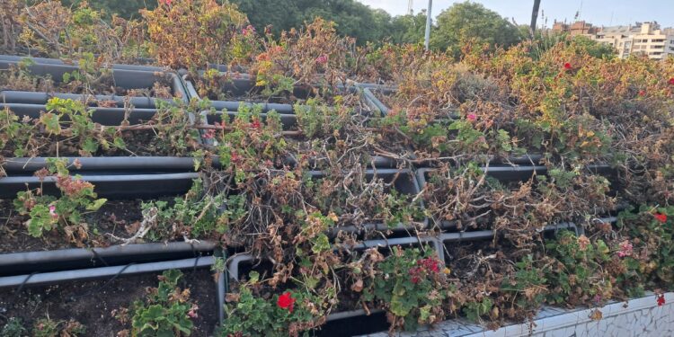 El declive verde de Valencia: el Puente de las Flores y la Plaza del Ayuntamiento sucumben al abandono y a las plagas