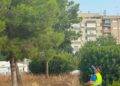 Valencia ensaya un sistema pionero de feromonas para combatir las orugas procesionarias en los pinos de la ciudad 11 Valencia ensaya un sistema pionero de feromonas para combatir las orugas procesionarias en los pinos de la ciudad
