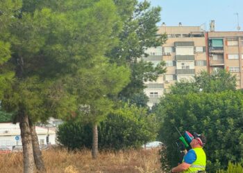 Valencia ensaya un sistema pionero de feromonas para combatir las orugas procesionarias en los pinos de la ciudad