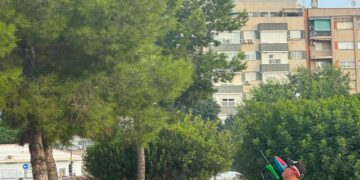Valencia ensaya un sistema pionero de feromonas para combatir las orugas procesionarias en los pinos de la ciudad