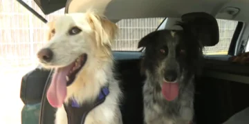 Crece la demanda de hoteles que admiten mascotas durante las vacaciones de verano