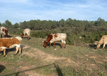 Organización agraria exige un matadero en Valencia tras el cierre de todas las instalaciones provinciales