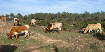 Organización agraria exige un matadero en Valencia tras el cierre de todas las instalaciones provinciales