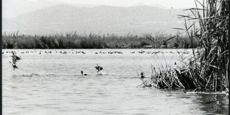 El IVAM recorre dos siglos de historia de la Albufera en una gran exposición con más de 200 obras 1 ba67d79a 117b 4851 bec3 999f99864556 16 9 aspect ratio 1600w 0 1