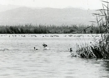 El IVAM celebra el 40 aniversario del Parque Natural de la Albufera con una gran exposición de más de 200 obras