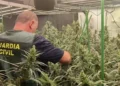 Desmantelan una plantación de 300 plantas de marihuana oculta en una granja de cerdos de Castellón 11 bc47abd4 002a 4906 8597 31e63bf02c16 16 9 aspect ratio 1600w 0