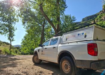 La Generalitat refuerza la recuperación del tejo con nuevos trabajos de conservación en Chiva 14 coche en bosque de tejojpg