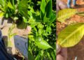 Indignación en el campo español: agricultores denuncian el "abandono" de Bruselas ante la plaga del CYVCV 9 Indignación en el campo español: agricultores denuncian el "abandono" de Bruselas ante la plaga del CYVCV
