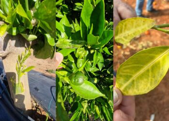 Indignación en el campo español: agricultores denuncian el "abandono" de Bruselas ante la plaga del CYVCV 13 Indignación en el campo español: agricultores denuncian el "abandono" de Bruselas ante la plaga del CYVCV